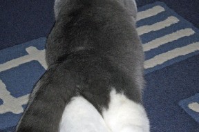 MILANSPORT入口-加拿大队的精彩表现：国际乒联混合团体世界杯赛场观察，加拿大乒乓球队2021