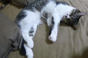 米兰体育APP-体育赛事风险管理策略，体育赛事风险管理策略分析