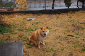 AC米兰-中国足球俱乐部联合社区举办青训成果展示，2021中国足协青训大纲