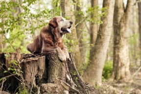 AC米兰-“南非羚羊队的新面貌：萨尔·巴赫作为年轻领军人物”