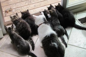 米兰体育-欧洲杯战术爆发：阵型变化制造奇迹！，欧洲杯技术