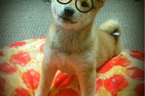 米兰登录入口-高节奏打法中控卫承担的核心分配任务分析，节奏控卫的英文