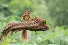 MILANSPORT入口-塞维利亚战绩稳步提升，积极冲击欧洲赛场