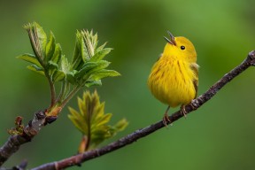 米兰体育APP-世界杯冠军争夺战：冠军之路的终极决战，世界杯冠军是什么奖杯