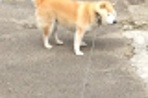 米兰体育APP-“2025世界运动会：飞盘赛场再现三叉湖激情与飞扬”