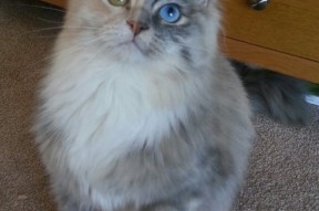 Milan Sports-控卫防守视野如何影响全队轮转，控卫防守视野如何影响全队轮转状态