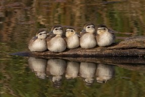 米兰体育-塞内加尔男篮在非洲锦标赛中意气风发，打造非洲新名片，塞内加尔非洲杯大名单
