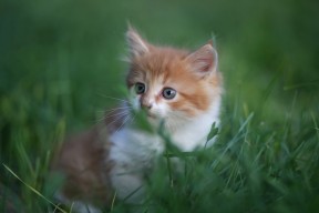 AC米兰-皇马定位球战术奏效再度收获进球，皇马位置