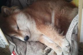 Milan Sports-训练场地使用效率提升推动资源共享，训练场地技术说明