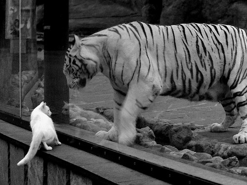 NBA球队训练数据分析及战术调整,nba各球队队训