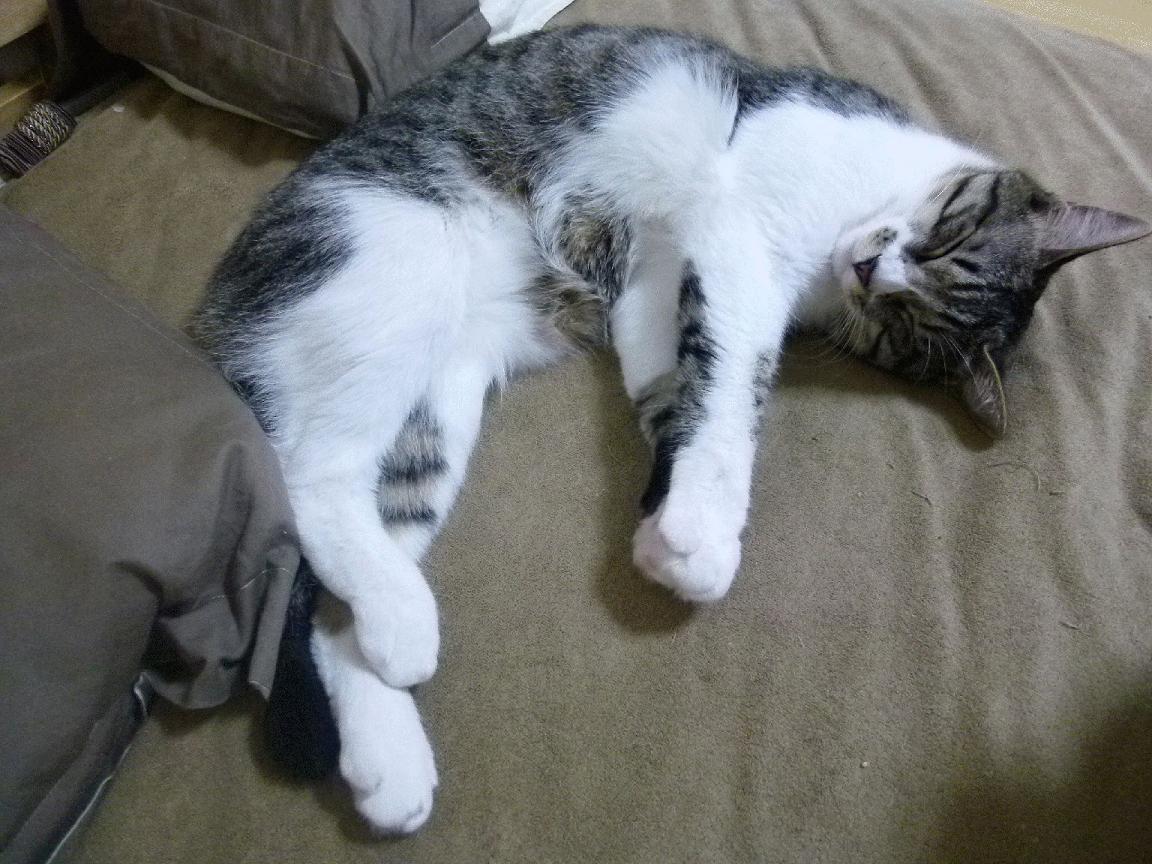 体育赛事风险管理策略,体育赛事风险管理策略分析