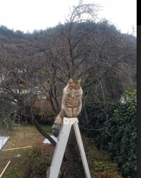 法甲球队利用数据可视化辅助战术决策的创新实践