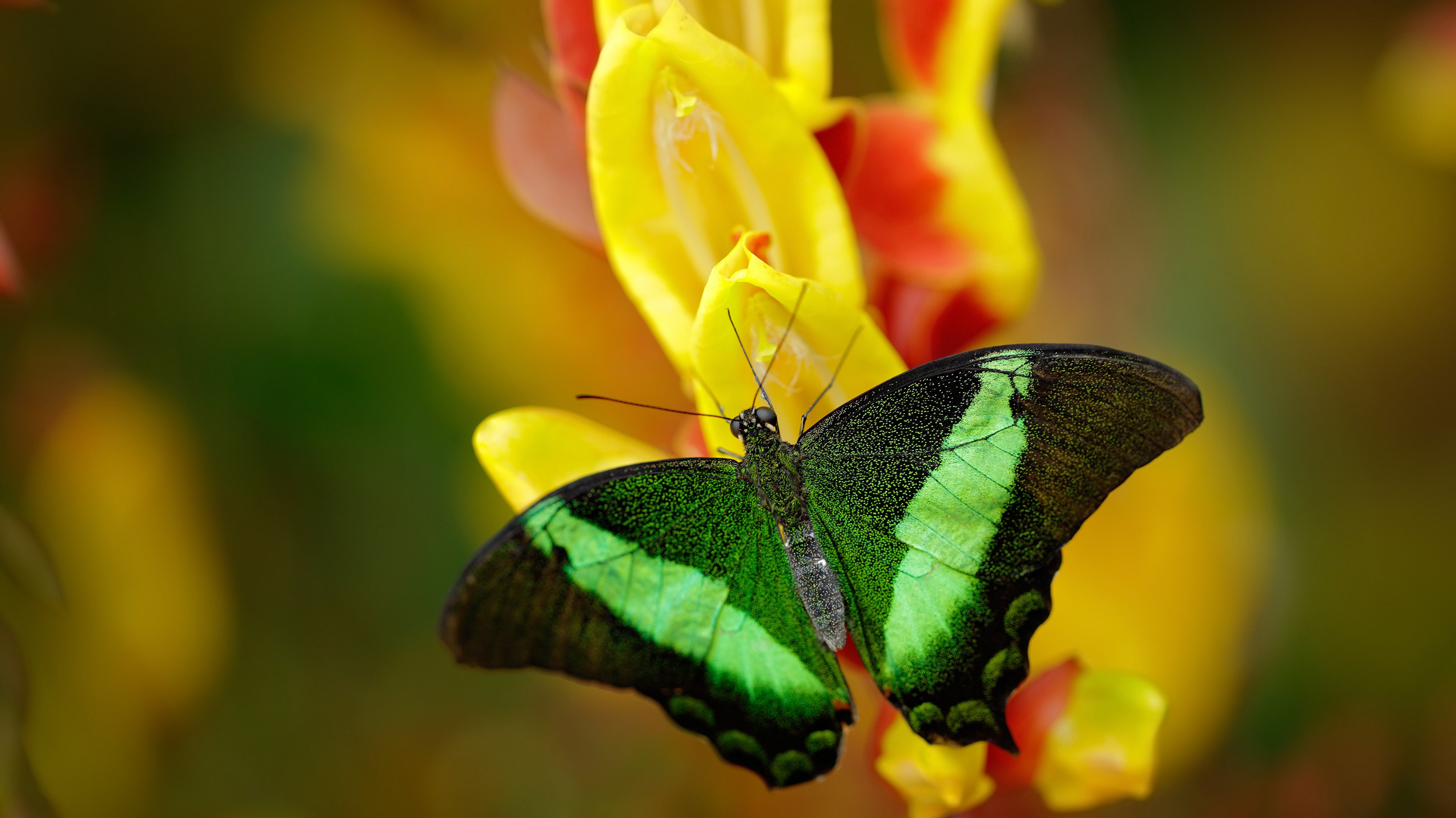 节奏型控卫与爆发型控卫优劣对比,节奏型控卫与爆发型控卫优劣对比图
