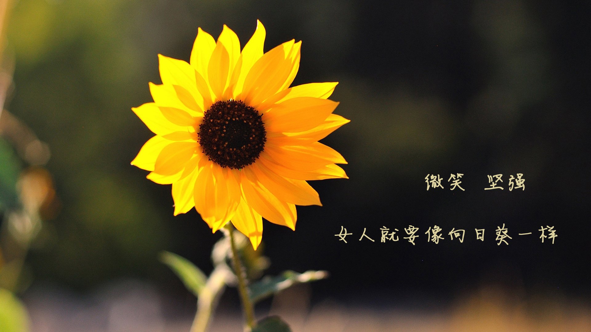 CBA引入慢动作回放系统提升比赛公正性,cba原声视频