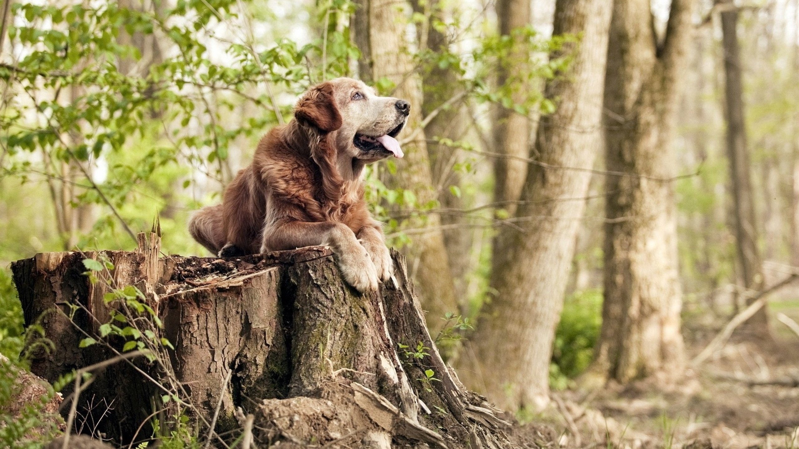 “南非羚羊队的新面貌:萨尔·巴赫作为年轻领军人物”