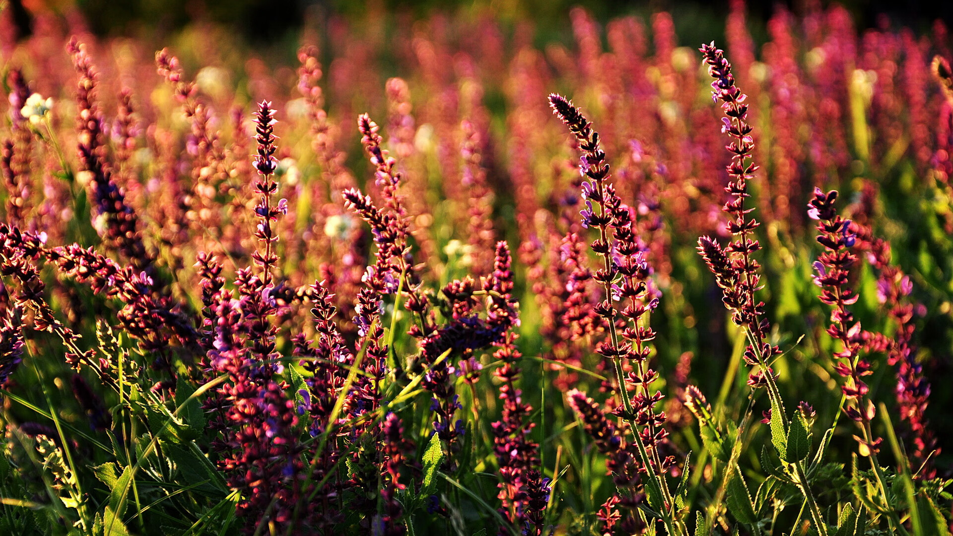 中小学篮球积极推广篮球兴趣课程培养运动习惯,小学篮球兴趣班方案