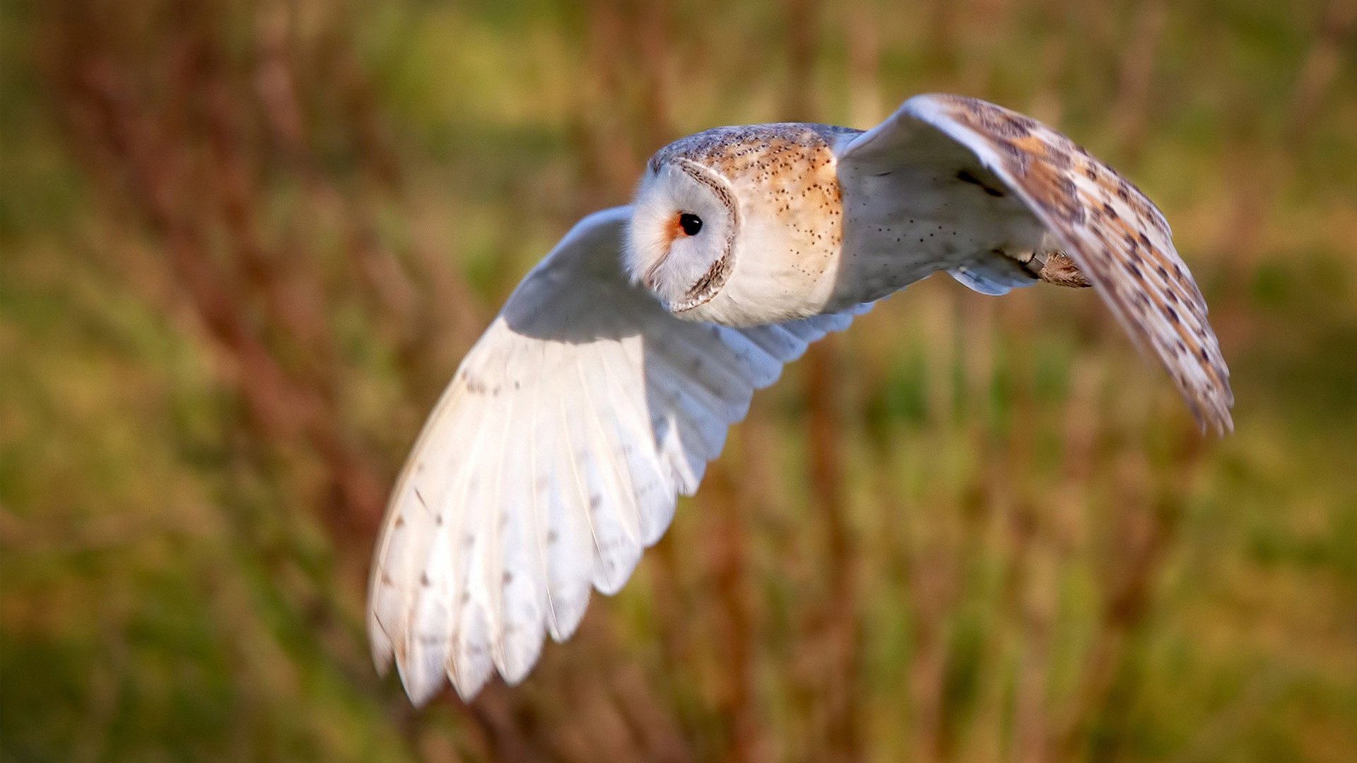 卢卡·乌兰多强项再出击,卢卡luka