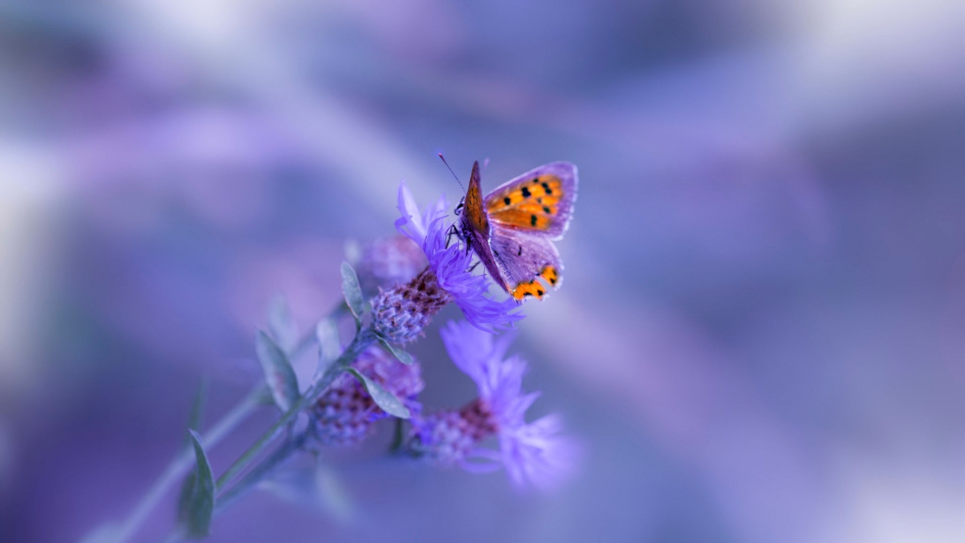 库里开设公益训练营扶持低收入学生，库里做慈善有哪些