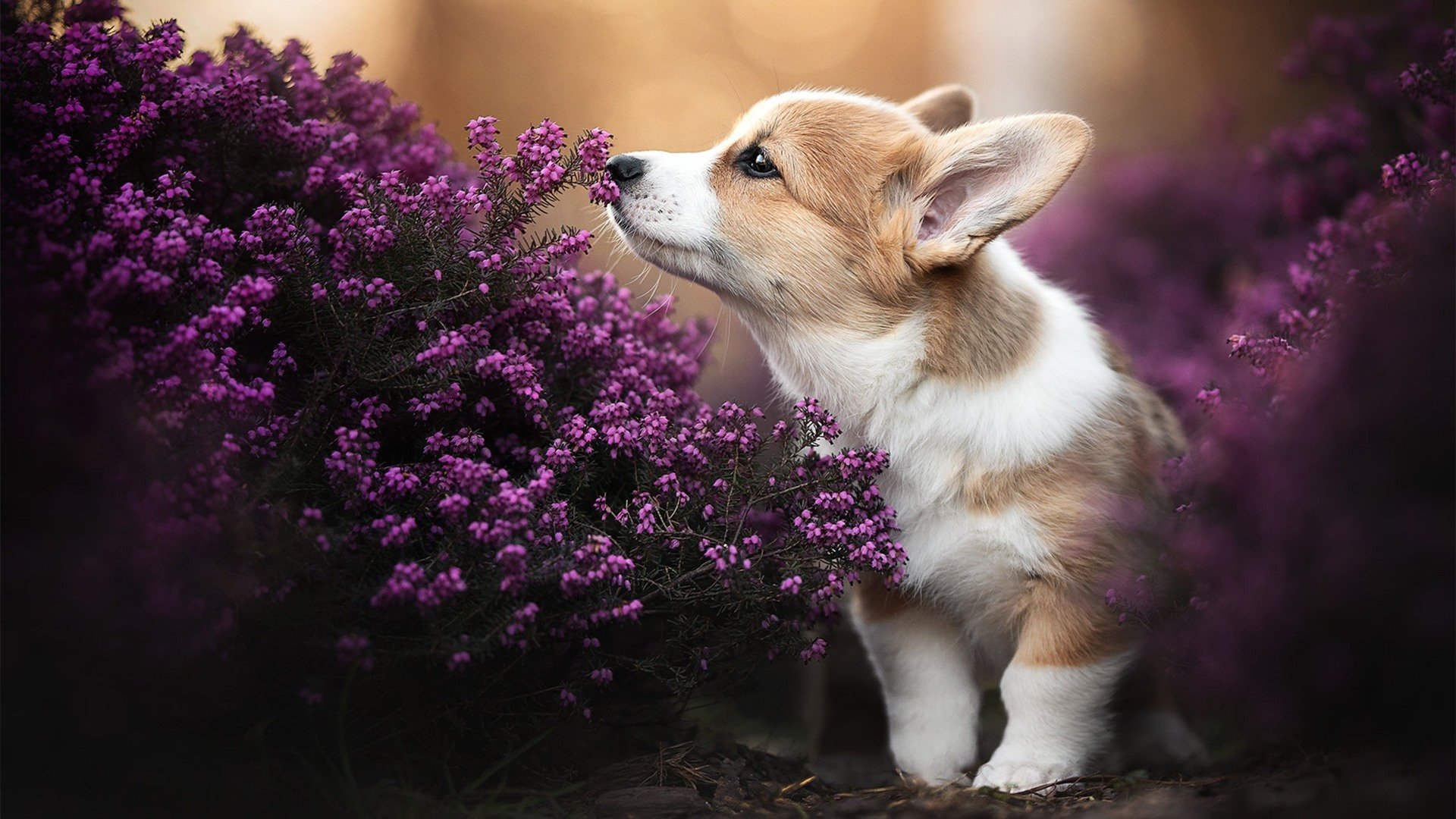 莫莉·奥卡拉汉决赛发挥获教练高度评价,莫利卡拉汉